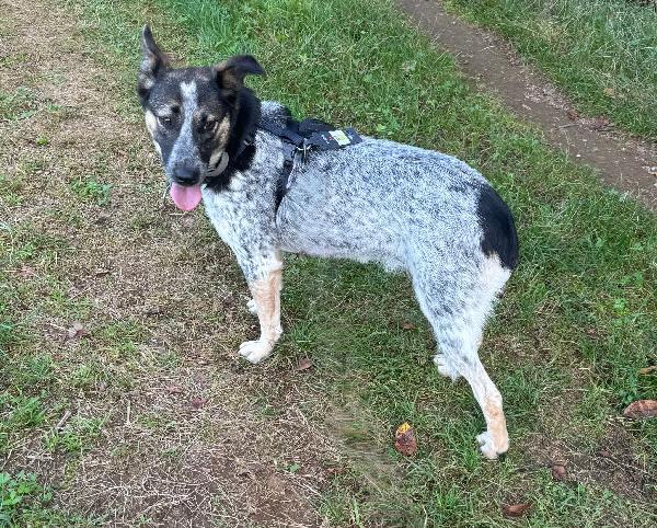 Divy, Splendida Meticcia Da Adottare